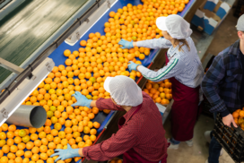 Food & Bev manufacturing